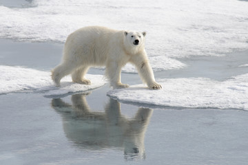 Wild polar bear on pack ice in Arctic © Alexey Seafarer