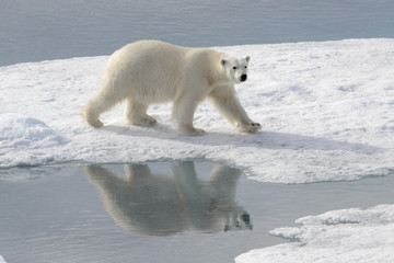 Wild polar bear on pack ice in Arctic