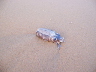 Small cephalopod discarded by the ocean on the beach