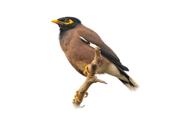 Common myna isolated on white background
