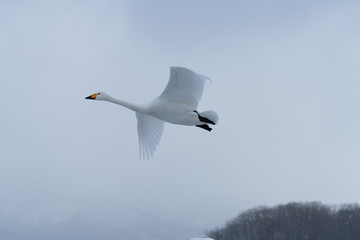 Whooper swan