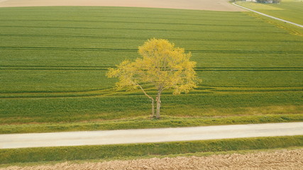 Tree in automn by Avalon Drones (France, Brittany)