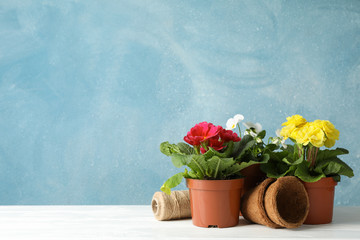 Flowers in pots against blue background, space for text