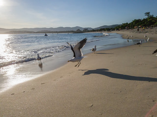 Seagull landing on the sand of Itaipu beach, in the late afternoon, in the city of Niteroi, Rio de Janeiro state, Brazil.