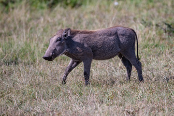 close up profile of young warthog