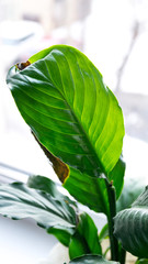 Obraz premium A potted plant with healthy and drying green leaves against the background of a winter window. The concept of ecology, gardening, fertilizer and interior design. Dry leaf.