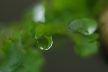  drop of dew on a green  leaf
