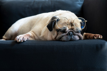 Funny old pug dog  with glasses sleeping rest on modern black sofa in the living room. Tired and...