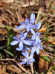 Fleurs bleus dans les bois. © benito.photographe