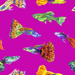 Guppy aquarium fish seamless pattern on a bright pink background, watercolor illustration, print for fabric, background for various designs.