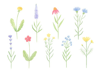 Watercolor wild flowers hand drawn clip art set isolaterd on white background. Summer meadow, wildflowers collection. Perfect for print, pattern, greeting card design. 