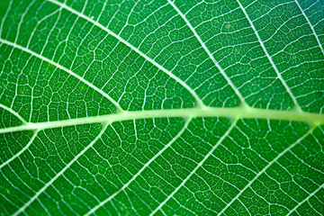 Green leaf texture pattern. Macro view plant skeleton and veins structure. Photosynthesis organic plant system. Shallow depth of field, selective focus