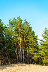 Pines on the sand against the blue sky