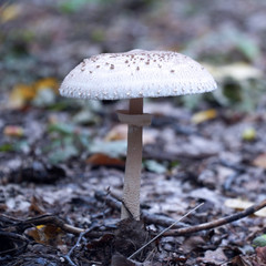 Poisonous inedible mushroom growing in the forest