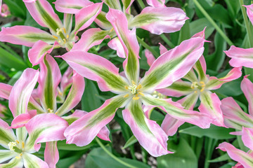 pink flowers in the garden