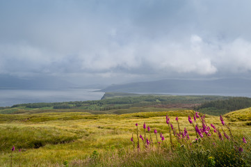 Moody landscape from Island of Mull viewpoint with flowers on foreground. Hebrides, Scotland.
