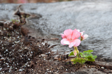 Beauty from the Rubble: Delicate Tiny Pink Flower