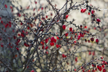 bushes of the barberry plant with dried last year berries, without leaves with thorns. Blurred natural background