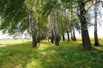 Birch trees