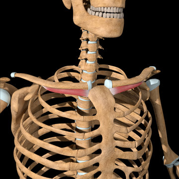 3d Illustration of the Subclavius Muscles on Skeleton