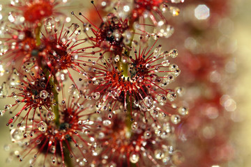 Closeup of the sticky red leaves of the tuberous Fan-leaved sundew, Drosera platypoda, an endemic...