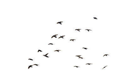 Flocks of flying pigeons isolated on white background. Save with clipping path.