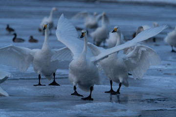 Whooper swan