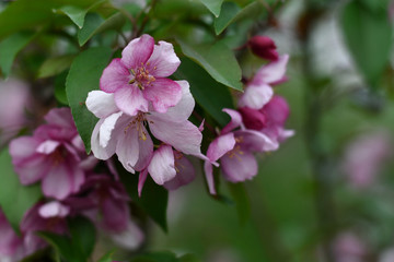 Blossoming decorative apple tree. Beautiful pink flowers of decorative apple tree or paradise apple tree