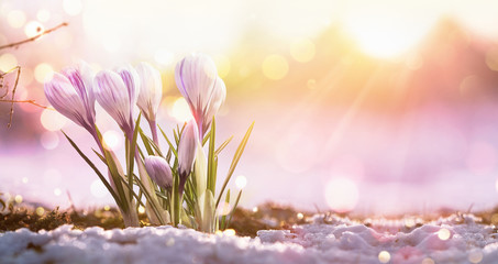 Spring Flowers in Sunlight