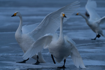 Fototapeta na wymiar Whooper swan