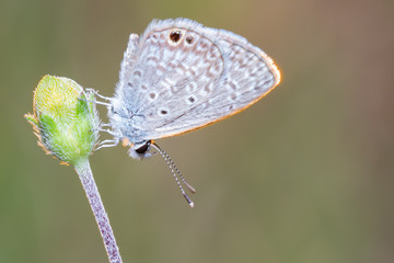 Tiny yellow butterfly