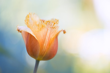 Tulip head on a beautiful natural background. Delicate spring image. Selective soft focus.