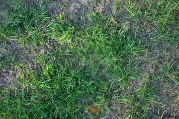 beauty green grass