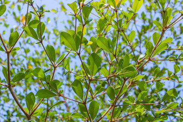 Beauty sheets of tree