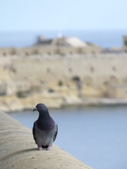 A pigeon on a lookout point in La Valletta, Malta