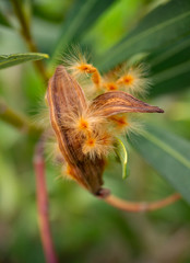 Nerium oleander seeds in a pod close-up