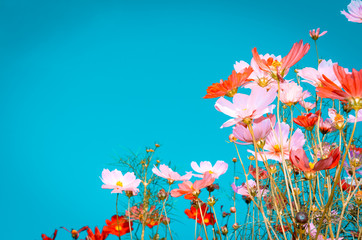 beautiful cosmos flowers are blooming in vintage tones with bright sky background.