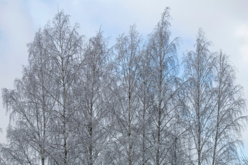 Abstract winter composition. Snow on the tree branches.