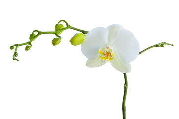 Naklejka na ściany i meble Single white orchid