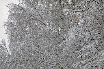 Abstract winter composition. Snow on the tree branches.