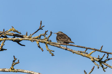 European starling on a branch