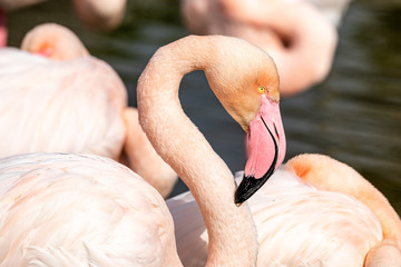 Flamingo close-up
