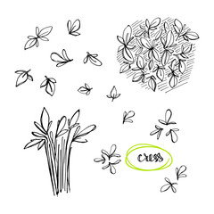 Cress sketch. Culinary herbs and salad leaves set. Hand drawn herbs and spices isolated on white background. Vector illustration