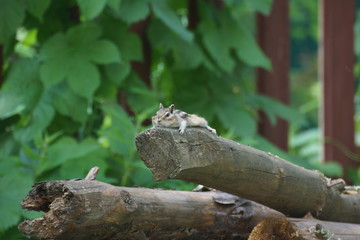Fototapeta premium chipmunk resting on a log