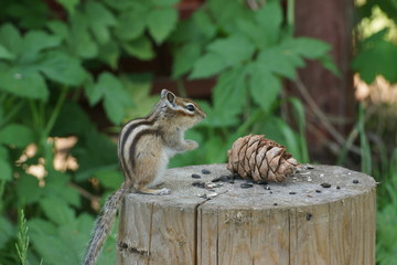 Chipmunk with a pine cone on a stump