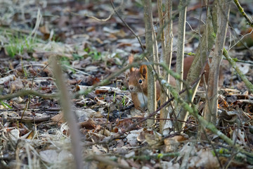 European brown squirrel in winter coat on a branch in the forest