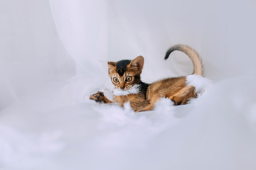 abyssinian kitten playing with white feathers indoors