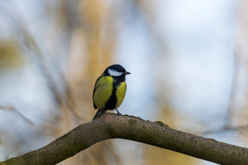 great tit on a branch near the bird feeder