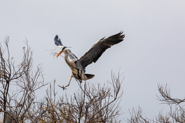 Heron in flight