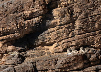 Snow leopard cubs relaxing on the rocks of deep gorge near Kibber village, Spiti valley of Himachal Pradesh, India © Dr Ajay Kumar Singh